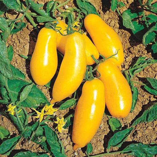 El Dorado Hybrid Tomato Seeds Golden-Yellow Meaty Slicing Tomatoes High Germination Garden Seeds heirloom non-gmo seeds