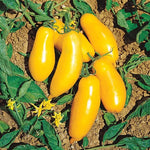 El Dorado Hybrid Tomato Seeds Golden-Yellow Meaty Slicing Tomatoes High Germination Garden Seeds heirloom non-gmo seeds