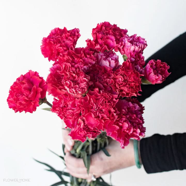Heirloom Non-GMO Dark Pink Carnation Flower Seeds for Planting – Fragrant Garden Seeds