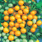 Honeybee Hybrid Tomato Seeds Golden Sweet Cherry Tomatoes High Germination Garden Seeds heirloom non-gmo seeds