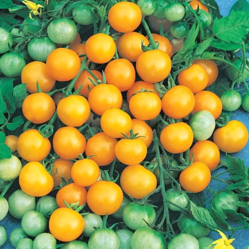 Honeybee Hybrid Cherry Tomato Seeds High Germination Garden Seeds heirloom non-gmo seeds