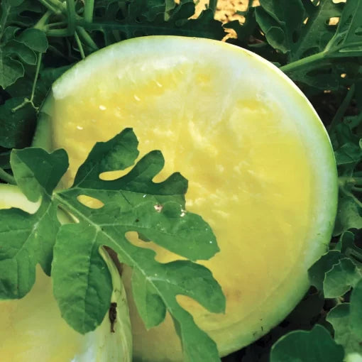Triple Gold Hybrid Watermelon Seeds Golden-Rind Sweet Red Watermelon High Germination Garden Seeds heirloom non-gmo seeds