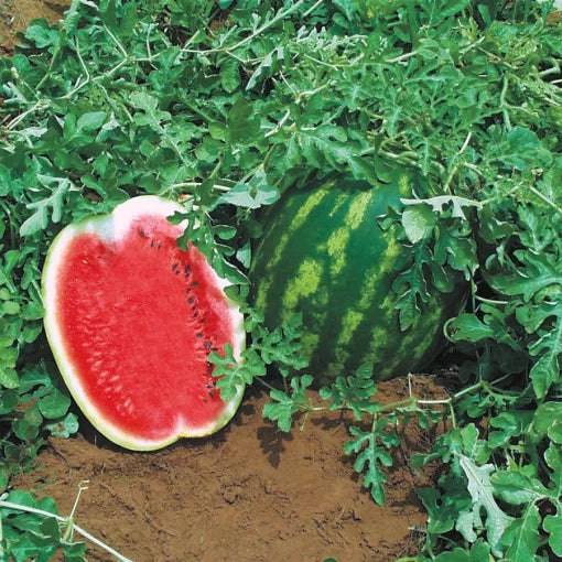 Top Gun Watermelon Seeds High Germination Garden Seeds heirloom non-gmo seeds