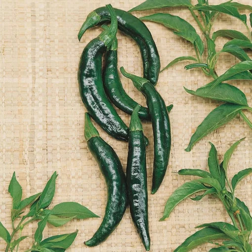 Pasilla Bajio Pepper Seeds Mild Smoky Mexican Chilaca Peppers High Germination Garden Seeds heirloom non-gmo seeds