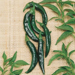 Pasilla Bajio Pepper Seeds High Germination Garden Seeds heirloom non-gmo seeds