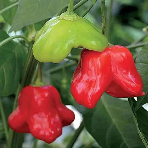Mad Hatter Pepper Seeds High Germination Garden Seeds heirloom non-gmo seeds