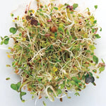 Salad Mix Sprouting Seeds High Germination Garden Seeds heirloom non-gmo seeds