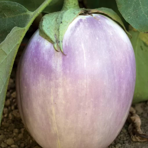 Rosa Bianca Eggplant Seeds High Germination Garden Seeds heirloom non-gmo seeds