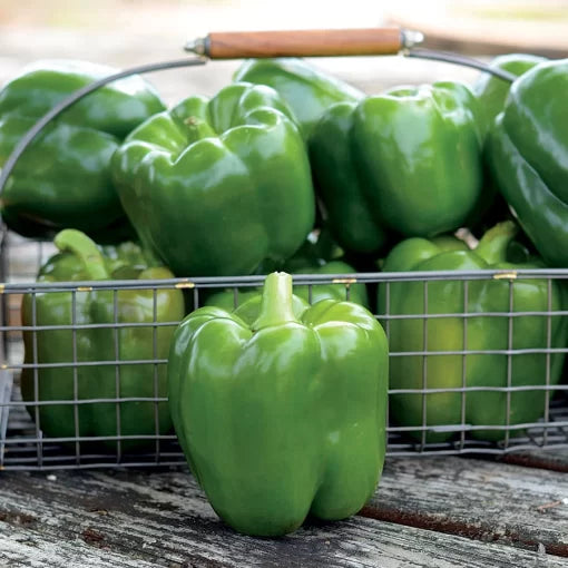 Whopper II Hybrid Bell Pepper Seeds Extra-Large Sweet Bell Peppers High Germination Garden Seeds heirloom non-gmo seeds
