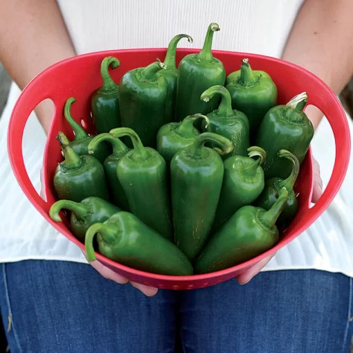 Jalapeno Whopper Pepper Seeds High Germination Garden Seeds heirloom non-gmo seeds