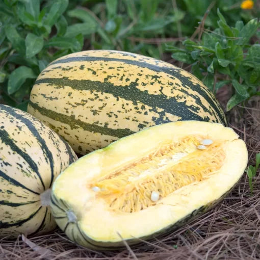Sugaretti Hybrid Spaghetti Squash Seeds Long Thin Noodle-Like Spaghetti Squash High Germination Garden Seeds heirloom non-gmo seeds
