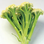 Fioretto Cauliflower Seeds Tender Sweet White Sprouting Cauliflower High Germination Garden Seeds heirloom non-gmo seeds