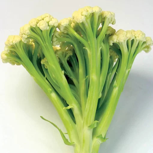 Fioretto Cauliflower Seeds Tender Sweet White Sprouting Cauliflower High Germination Garden Seeds heirloom non-gmo seeds