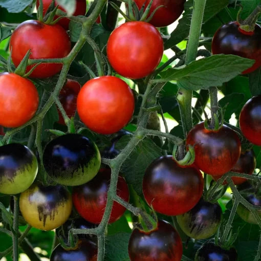 Midnight Snack Hybrid Tomato Seeds Black-Shouldered Sweet Cherry Tomatoes High Germination Garden Seeds heirloom non-gmo seeds
