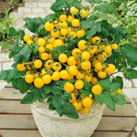 Patio Choice Yellow Hybrid Tomato Seeds Bright Yellow Patio Cherry Tomatoes High Germination Garden Seeds heirloom non-gmo seeds