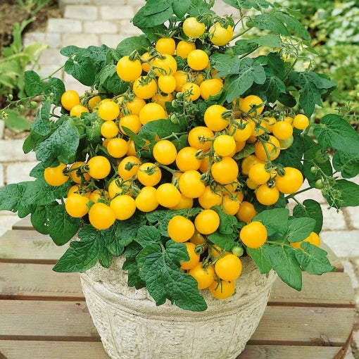 Patio Choice Yellow Hybrid Tomato Seeds Bright Yellow Patio Cherry Tomatoes High Germination Garden Seeds heirloom non-gmo seeds