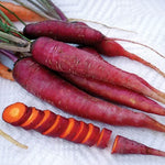 Dragon Purple Carrot Seeds High Germination Garden Seeds heirloom non-gmo seeds