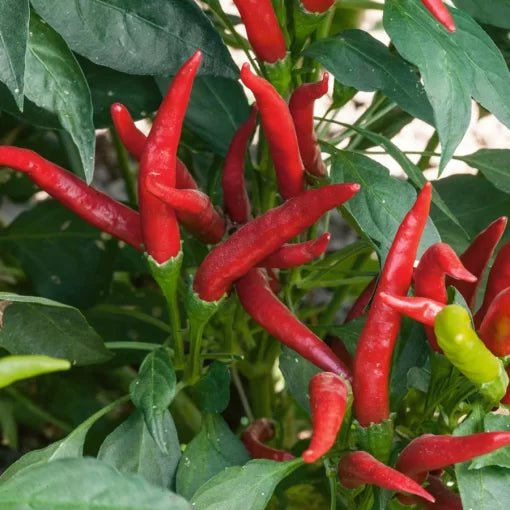 Thai Super Chili Pepper Seeds High Germination Garden Seeds heirloom non-gmo seeds