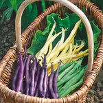 Mardi Gras Blend Bush Bean Seeds High Germination Garden Seeds heirloom non-gmo seeds