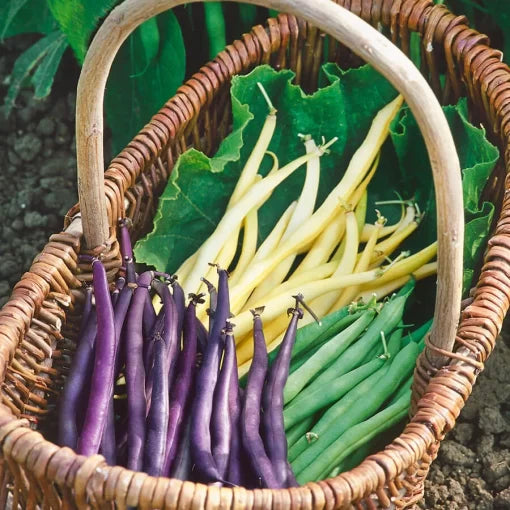 Mardi Gras Blend Bush Bean Seeds High Germination Garden Seeds heirloom non-gmo seeds