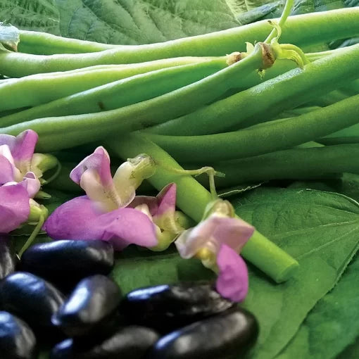 Nautica Bush Bean Seeds Deep Purple Gourmet Bush Beans High Germination Garden Seeds heirloom non-gmo seeds