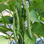 Flagrano Bush Bean Seeds High Germination Garden Seeds heirloom non-gmo seeds
