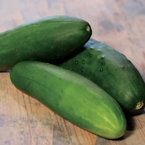 Whopper II Hybrid Cucumber Seeds High Germination Garden Seeds heirloom non-gmo seeds