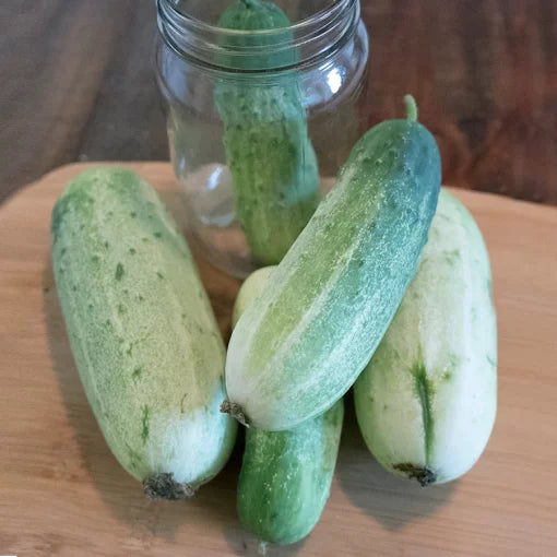 Garden Bush Pickle Cucumber Seeds High Germination Garden Seeds heirloom non-gmo seeds