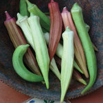 Rainbow Fiesta Okra Seeds High Germination Garden Seeds heirloom non-gmo seeds