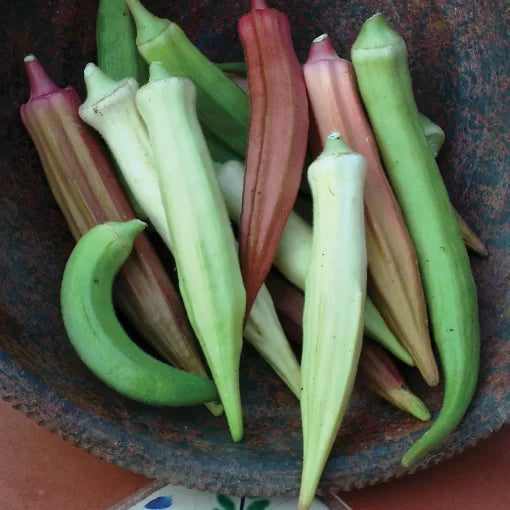 Rainbow Fiesta Okra Seeds High Germination Garden Seeds heirloom non-gmo seeds