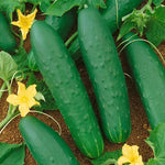 Double Yield Cucumber Seeds High Germination Garden Seeds heirloom non-gmo seeds
