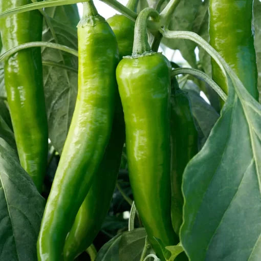 Desperado Hybrid Pepper Seeds High Germination Garden Seeds heirloom non-gmo seeds