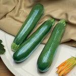Spineless Perfection Zucchini Seeds High Germination Garden Seeds heirloom non-gmo seeds