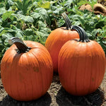 Large Marge Hybrid Pumpkin Seeds Jumbo Bright-Orange Pumpkins High Germination Garden Seeds heirloom non-gmo seeds