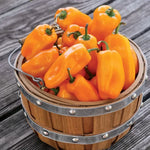 Just Sweet Pepper Seeds Mini Sweet Snacking Peppers High Germination Garden Seeds heirloom non-gmo seeds