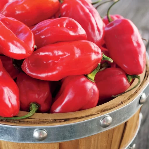 Roulette Pepper Seeds High Germination Garden Seeds heirloom non-gmo seeds