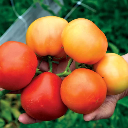 Carmello Tomato Seeds High Germination Garden Seeds heirloom non-gmo seeds