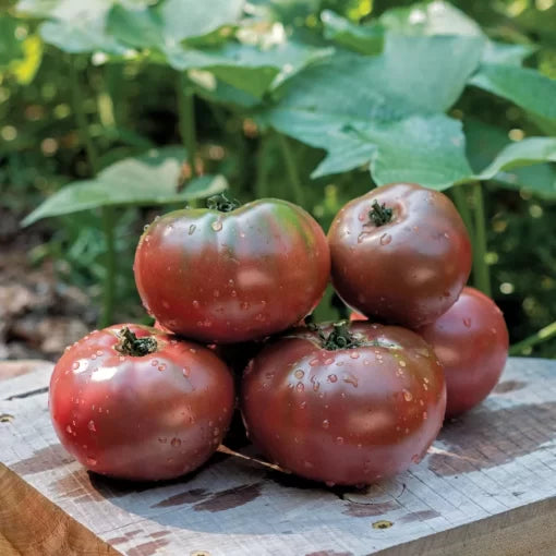 Purple Boy Hybrid Tomato Seeds Deep Purple Smooth-Skinned Tomatoes High Germination Garden Seeds heirloom non-gmo seeds