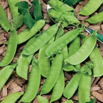Mammoth Melting Snow Pea Seeds Large Sweet Snow Pea Pods High Germination Garden Seeds heirloom non-gmo seeds