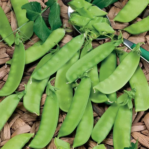 Mammoth Melting Snow Pea Seeds Large Sweet Snow Pea Pods High Germination Garden Seeds heirloom non-gmo seeds