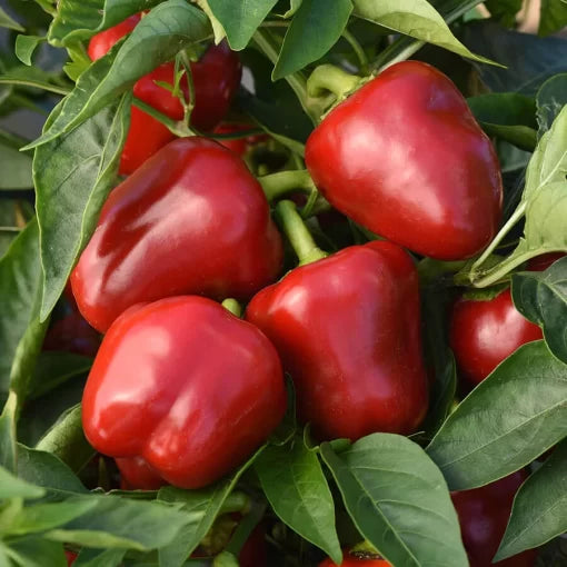 Snackabelle Red Pepper Seeds Small Sweet Mini Red Peppers High Germination Garden Seeds heirloom non-gmo seeds