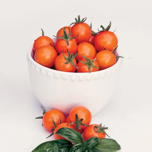 Sun Gold Cherry Tomato Seeds High Germination Garden Seeds heirloom non-gmo seeds