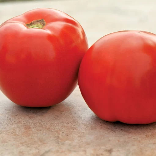 Roadster Tomato Seeds High Germination Garden Seeds heirloom non-gmo seeds