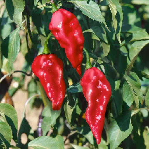 Ghost Pepper Seeds Extreme-Heat Bhut Jolokia Chili Peppers High Germination Garden Seeds heirloom non-gmo seeds