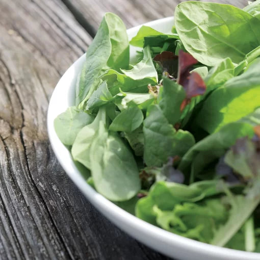 Spinach Salad Blend Seeds High Germination Garden Seeds heirloom non-gmo seeds