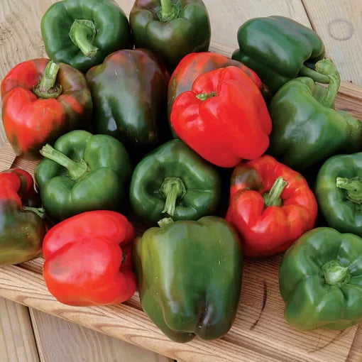 Karisma Pepper Seeds High Germination Garden Seeds heirloom non-gmo seeds