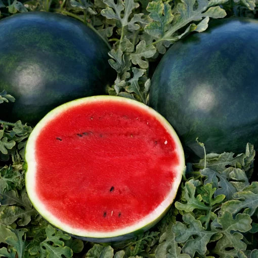 Sweetie Pie Hybrid Watermelon Seeds Dark-Rind Sweet Personal Melons High Germination Garden Seeds heirloom non-gmo seeds
