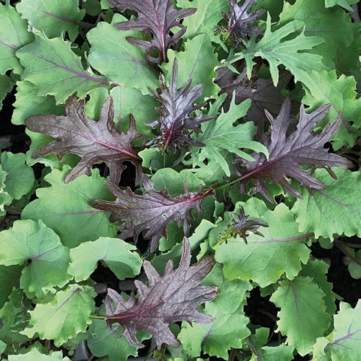 Baby Leaf Mix Kale Seeds Tender Mild Baby Kale Blend High Germination Garden Seeds heirloom non-gmo seeds