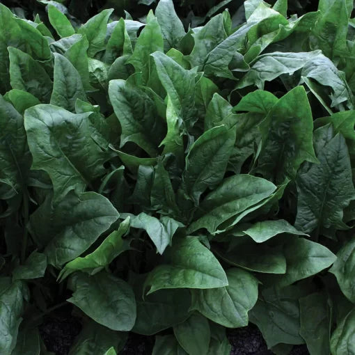 Imperial Star Hybrid Spinach Seeds High Germination Garden Seeds heirloom non-gmo seeds