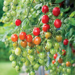Celano F1 Grape Tomato Seeds Early Sweet Disease-Resistant Grape Tomatoes High Germination Garden Seeds heirloom non-gmo seeds